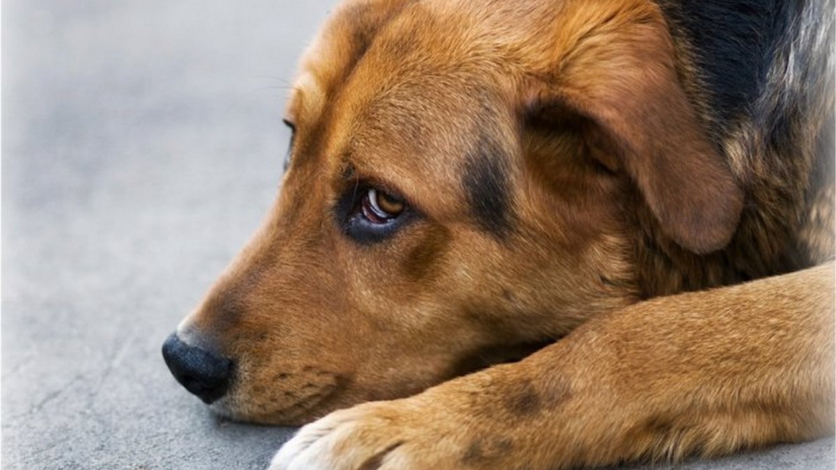 В Киеве мужчина зарезал собаку знакомого у него на глазах