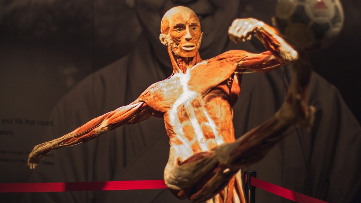 В Киеве на выставке тел и органов мертвых людей BODY WORLDS пройдет "Ночь в музее": как попасть