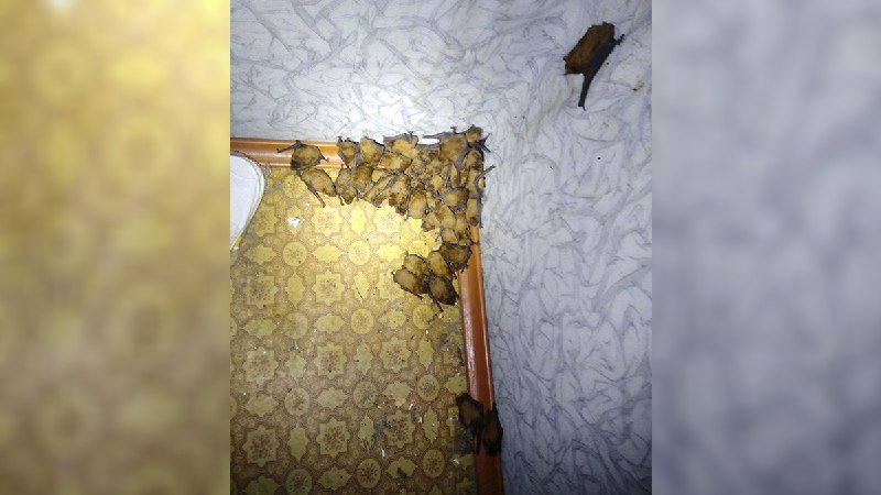 В Киеве у мужчины на балконе поселились 120 летучих мышей