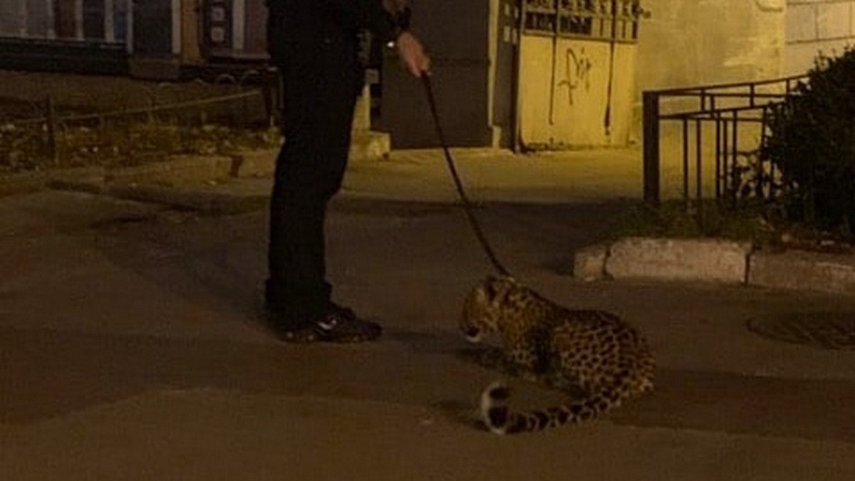 В центре Киева мужчина выгуливал леопарда