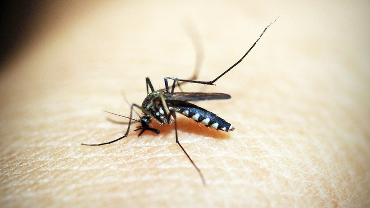 Малярия в Киеве: сколько человек заразились