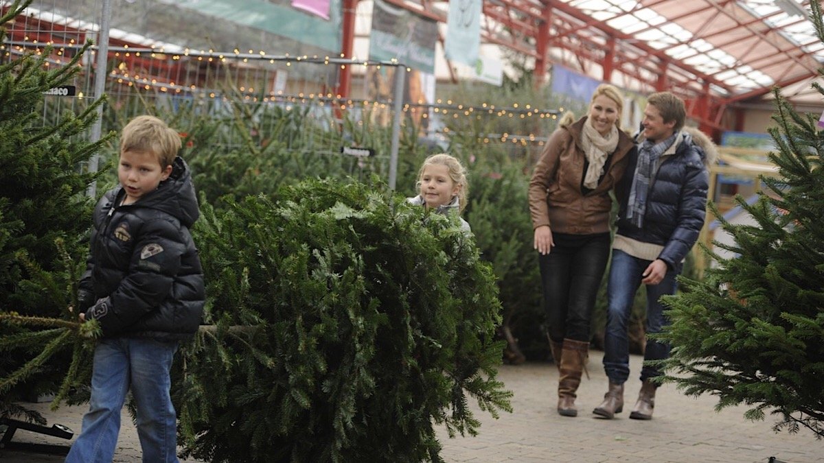 Где в Киеве купить легальную новогоднюю елку: адреса рынков