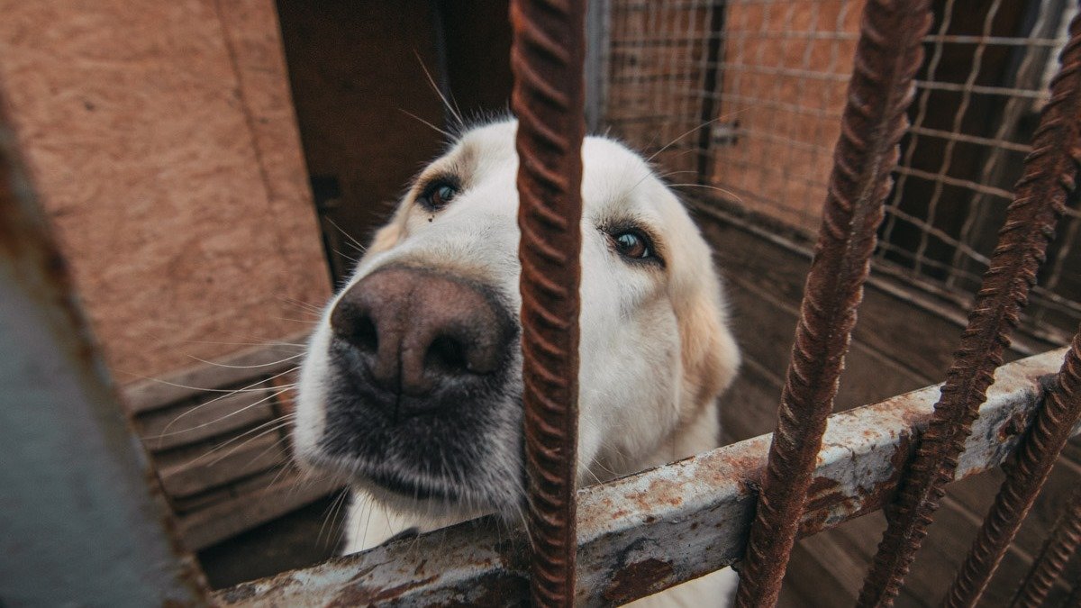 Подарите любовь: какие животные ищут дом в Киеве