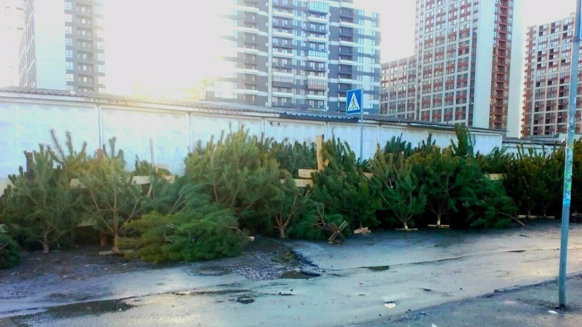 В Киеве появились кладбища непроданных елок