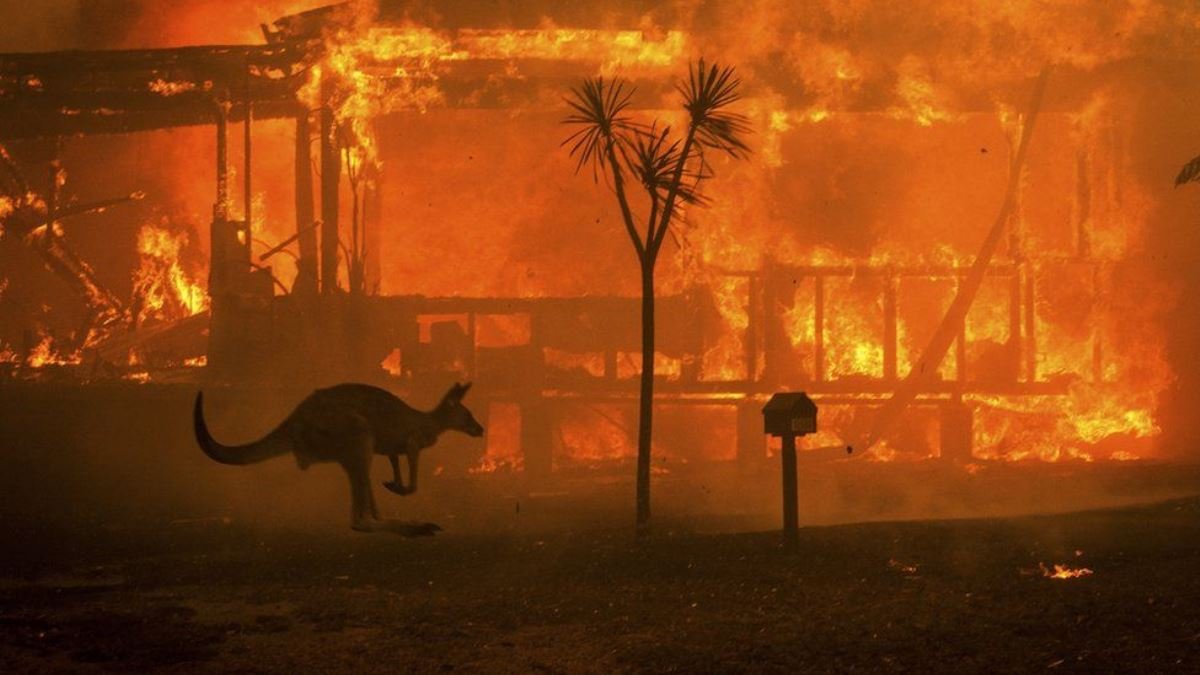 Из-за пожаров в Австралии погибли полмиллиарда животных: все что известно о трагедии сейчас