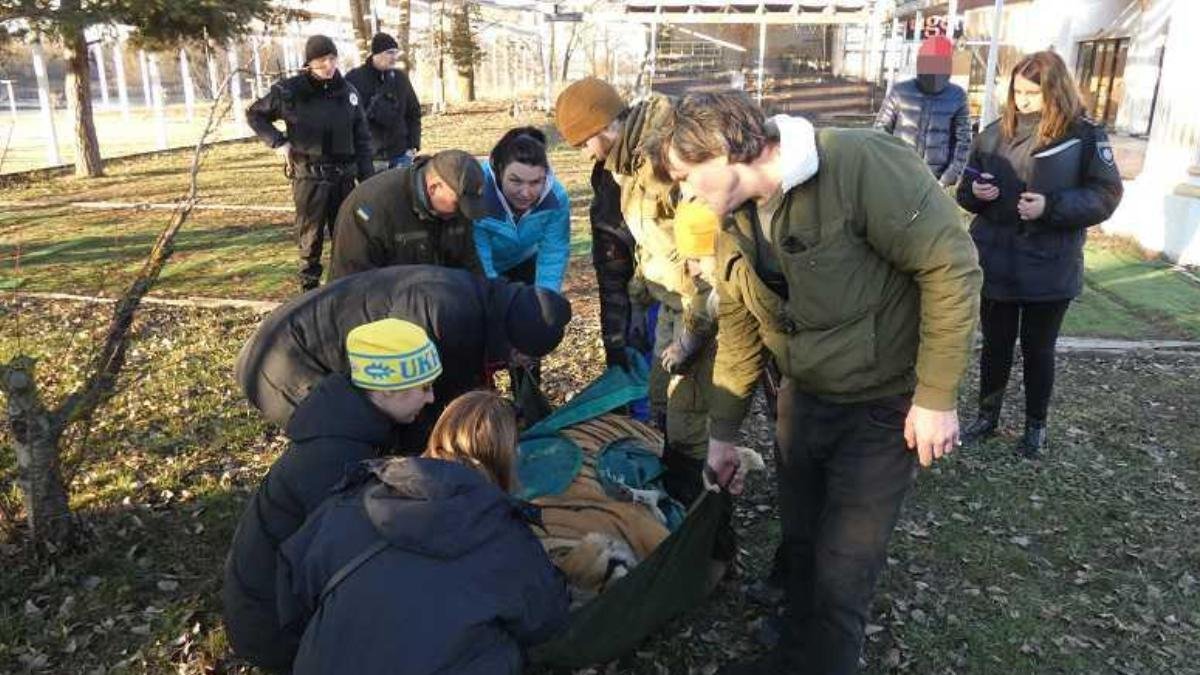 В Киеве держали взаперти шесть голодных тигров: стала известна судьба животных