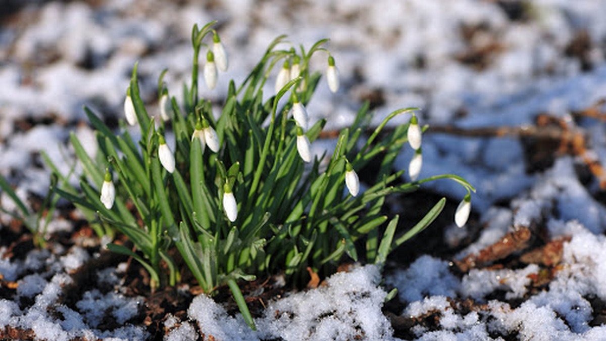 Весна зимой: из-за аномального тепла в Киеве распускаются цветы