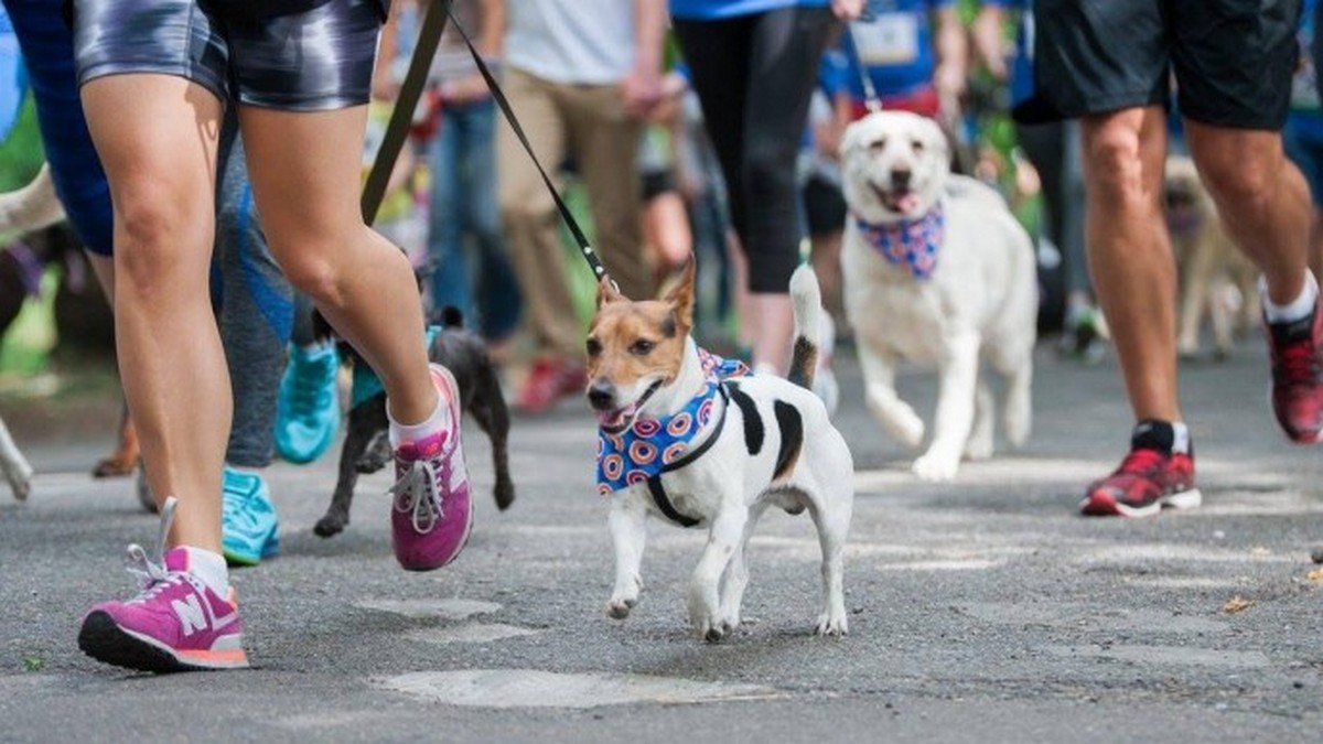 В Киеве на ВДНГ пройдет традиционный забег с собаками: когда и как принять участие