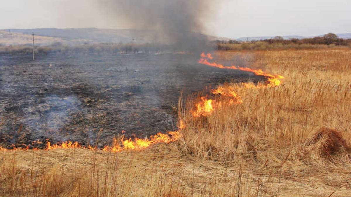 В Украине в 18 раз увеличили штрафы за поджог травы: сколько будут платить нарушители