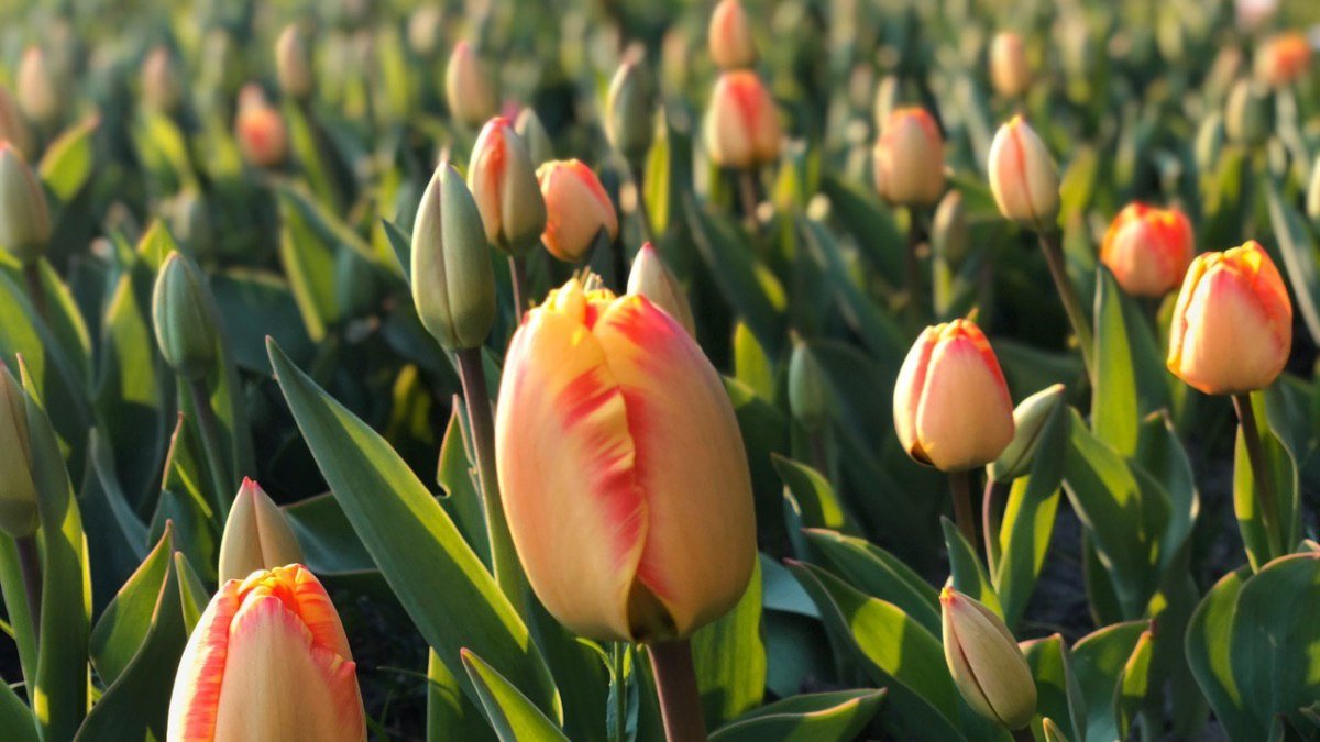 В Киеве на Певческом поле пройдет выставка тюльпанов, но онлайн