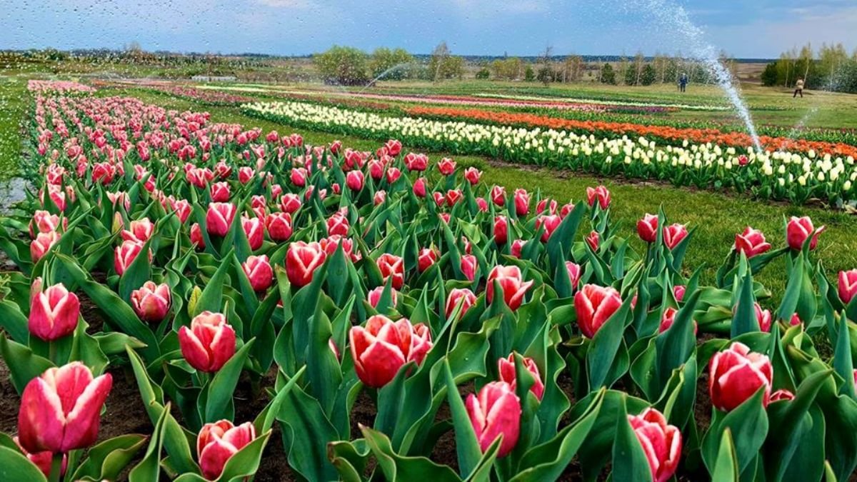Под Киевом в "Добропарке" расцвели миллионы тюльпанов