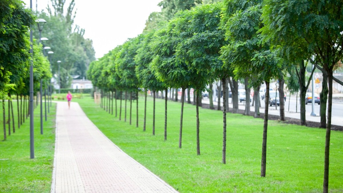 В Киеве создадут 10 зеленых зон: больше всего в Голосеевском районе