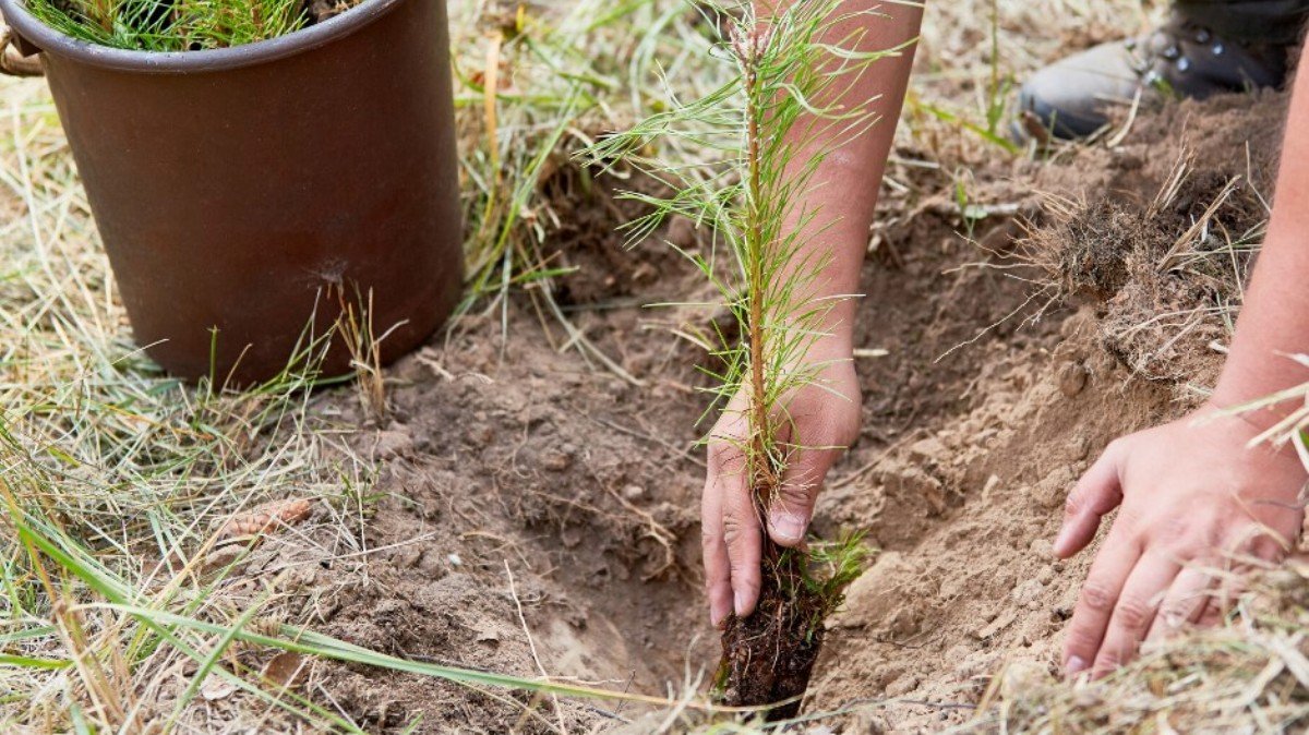 В Киеве высадят 100 000 деревьев: акцию перенесли на октябрь