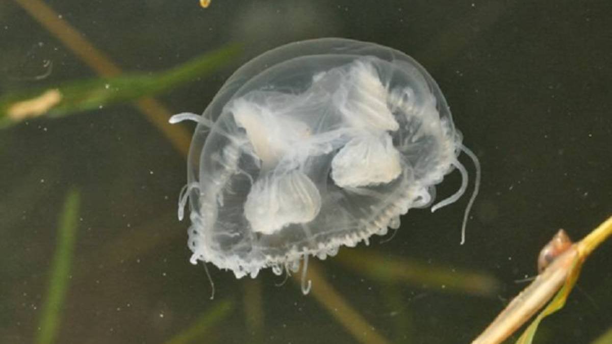 В водах Днепра в Киеве нашествие медуз: чем вызвана эта аномалия природы