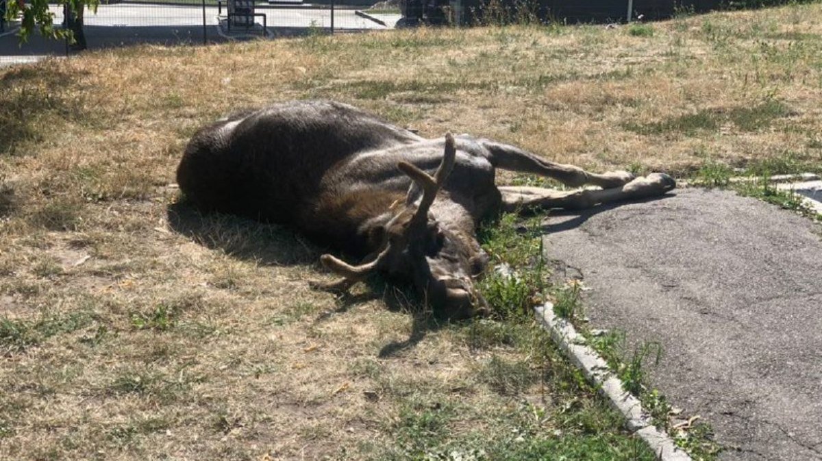 В Киеве сбили лося, который ранее гулял по улицам Голосеево: животное погибло