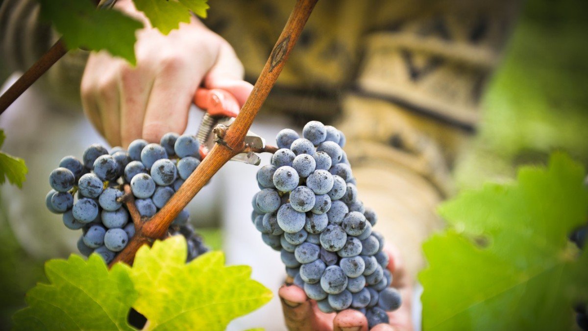 Где в Киеве купить спелый виноград и сладкий нектарин: адреса