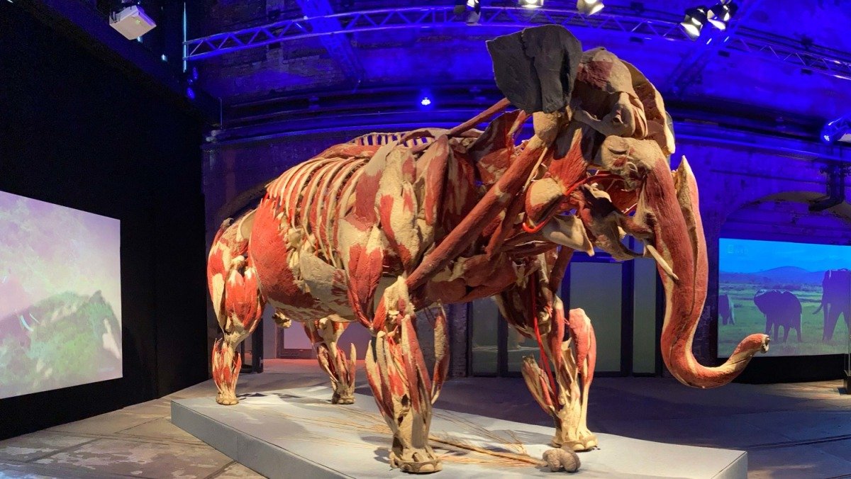 В Киеве возвращается шокирующая выставка настоящих тел: на этот раз животных