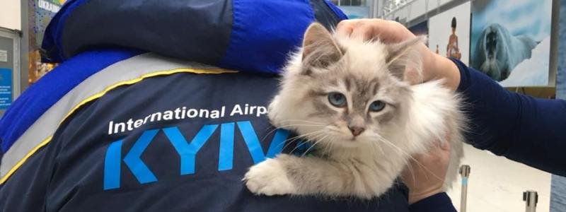 Горе-пассажирка бросила в аэропорту своего котенка: стала известна судьба животного