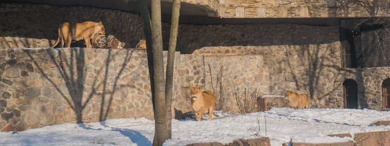 В зоопарке Киева львов заставили искать спрятанное от них мясо