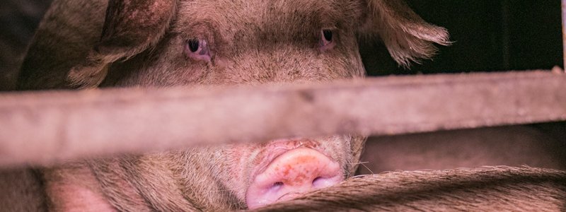 В Киеве "евробляхи" поставили под угрозу жизнь свиней