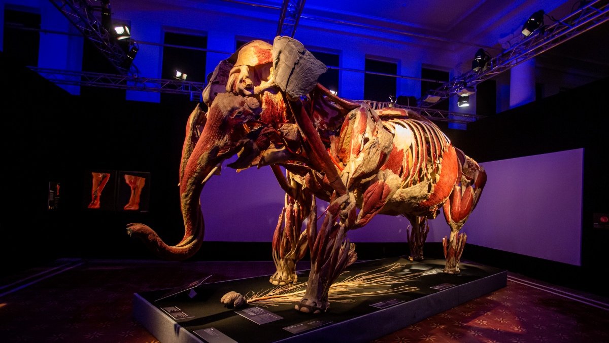 В Киеве открылась всемирно известная выставка: 5 причин увидеть «Всесвіт тіла: Всередині тварин»