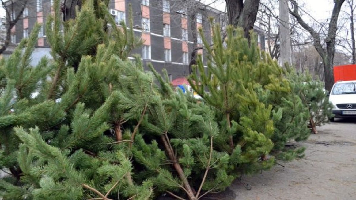Когда в Киеве стартует официальная продажа новогодних елок: адреса