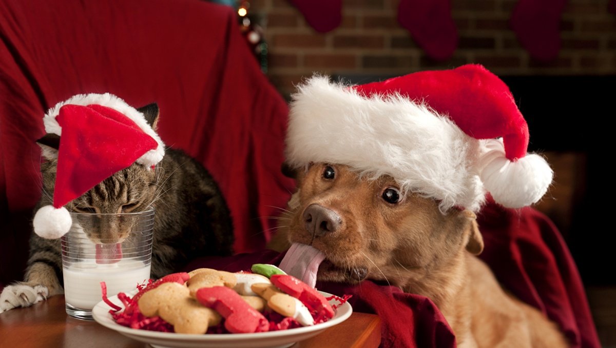 Как во время новогодних праздников не попасть к ветеринару со своим домашним любимцем