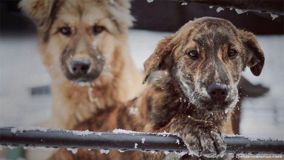 В Киеве бездомным животным будут оказывать круглосуточную бесплатную помощь