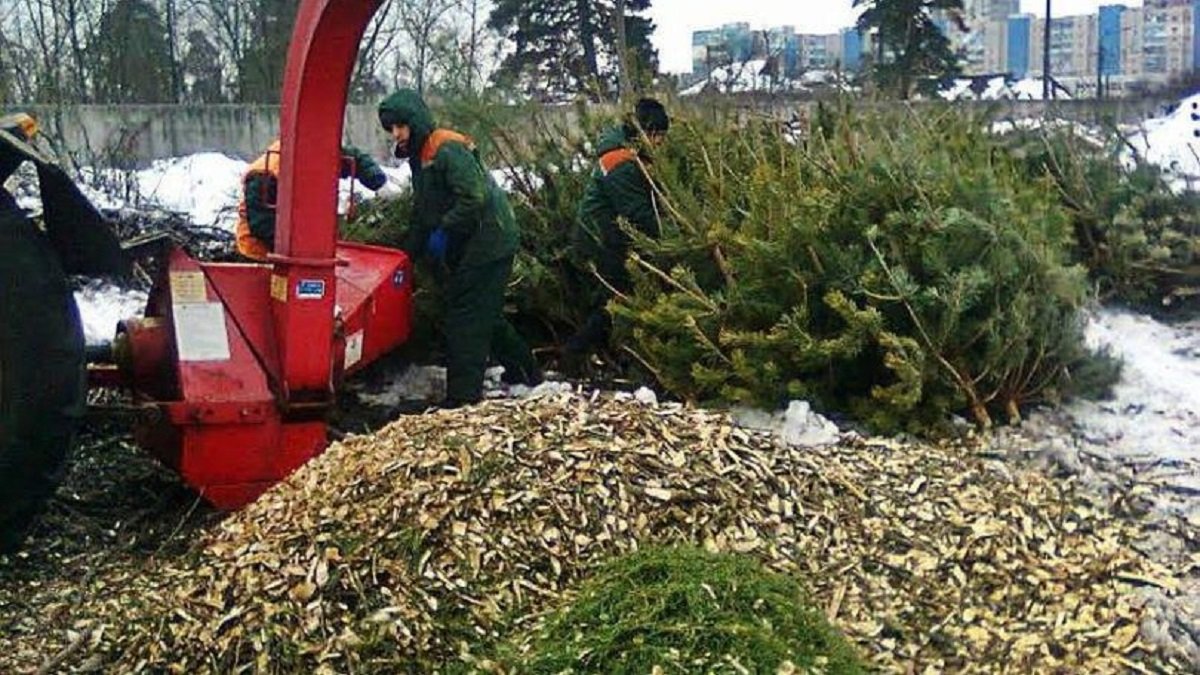 Где и когда в Киеве будут работать пункты сбора и утилизации новогодних елок