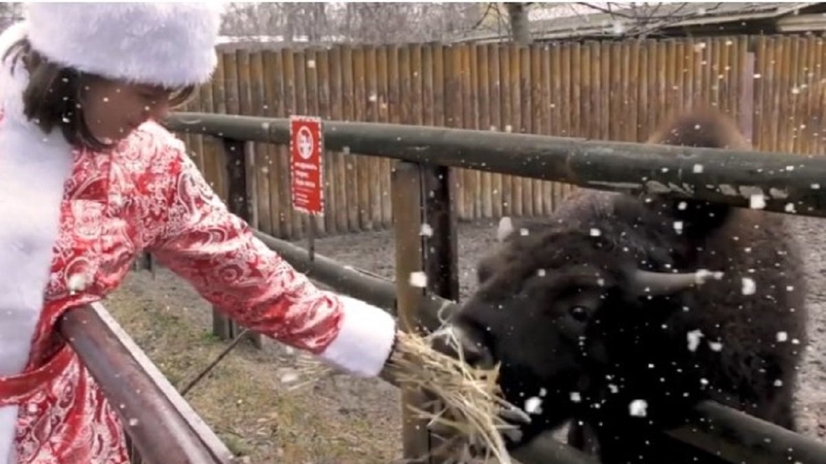 Снегурочка накормила символ этого года в киевском зоопарке