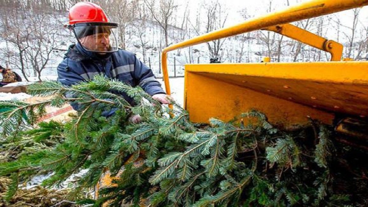 В Киеве заработали пункты приема новогодних елок: где и когда их можно сдать