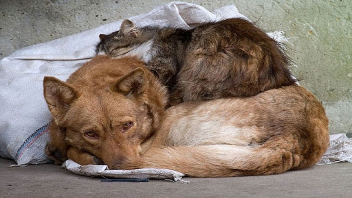Сколько бездомных животных Киева нашли дом в 2020 году
