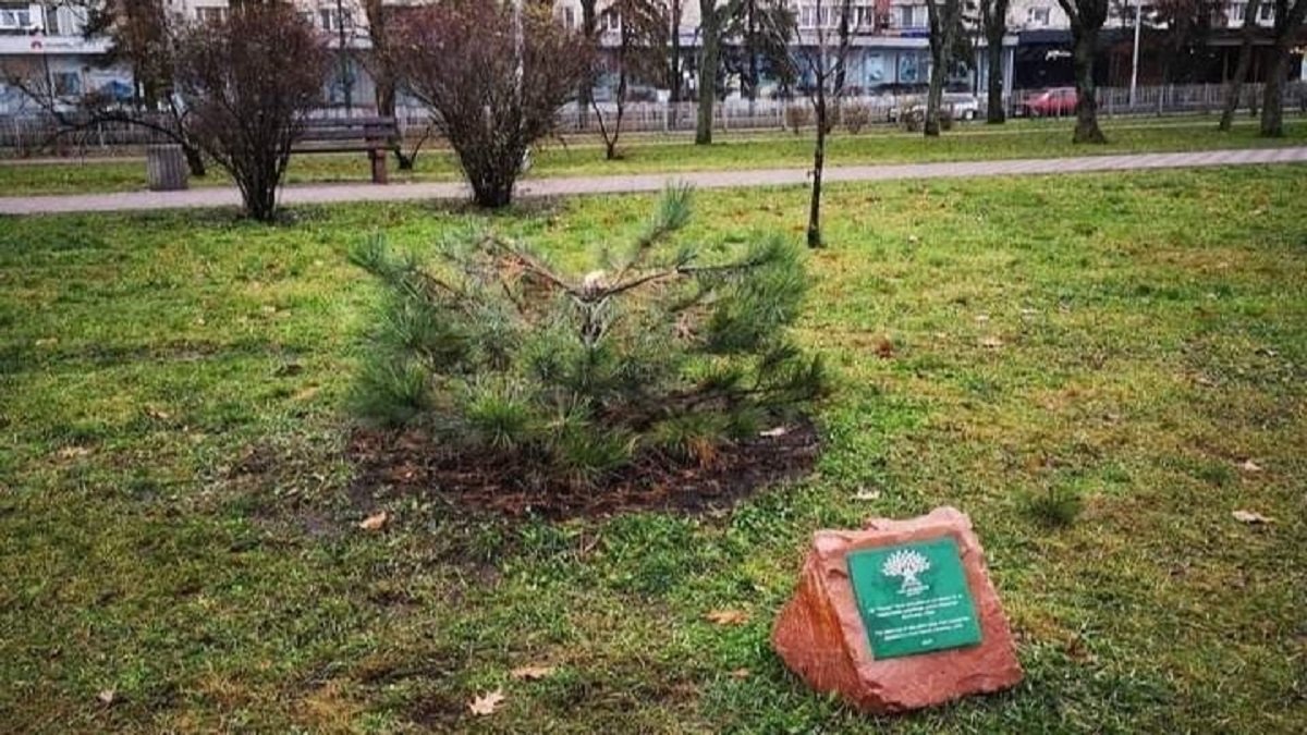 В Киеве на Русановке браконьеры уничтожили памятную сосну
