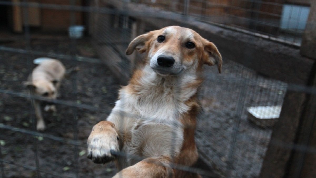 В Киеве на время локдауна животных из приютов будут доставлять хозяевам бесплатно