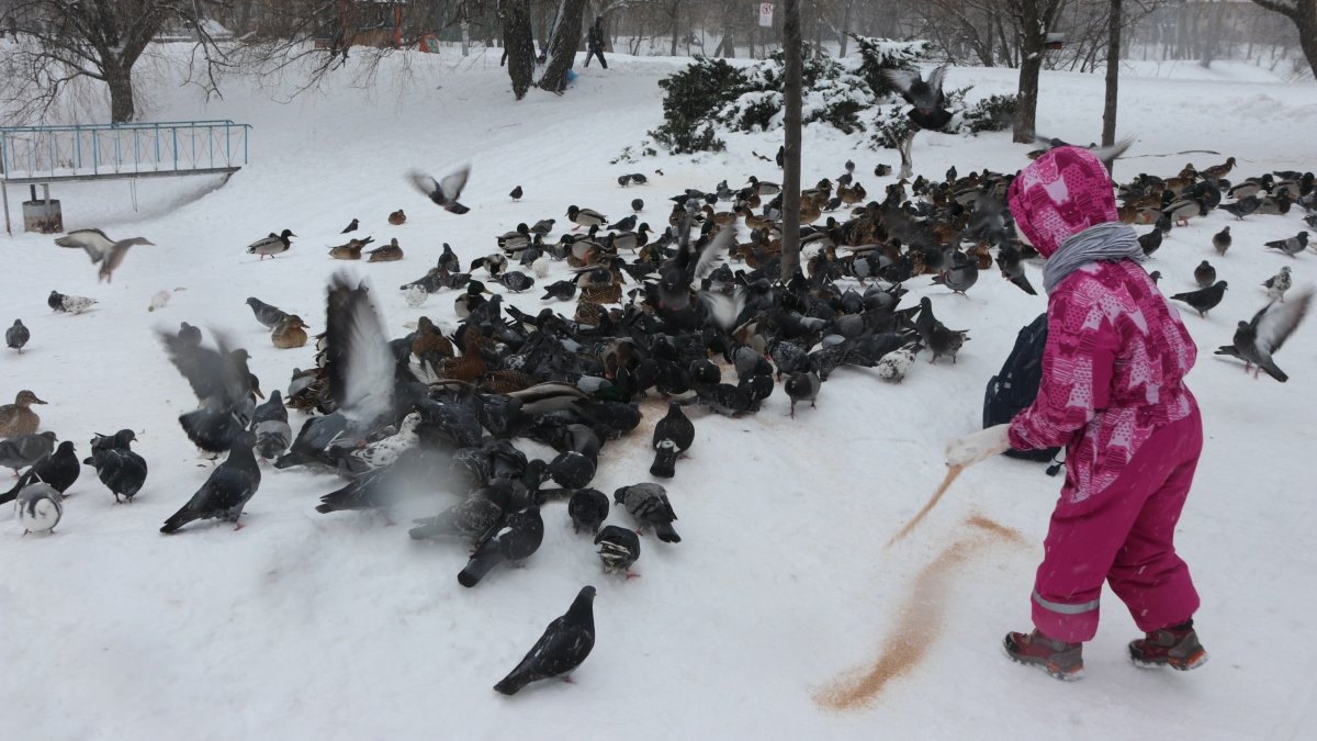 Чем опасно кормление птиц зимой и как помочь им пережить зиму