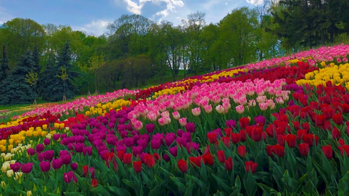 В Киеве откроют выставку тюльпанов: где и когда можно сделать фото в ярких цветочных полях