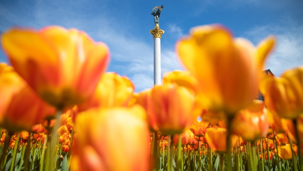 В центре Киева расцвели 100 000 нидерландских тюльпанов