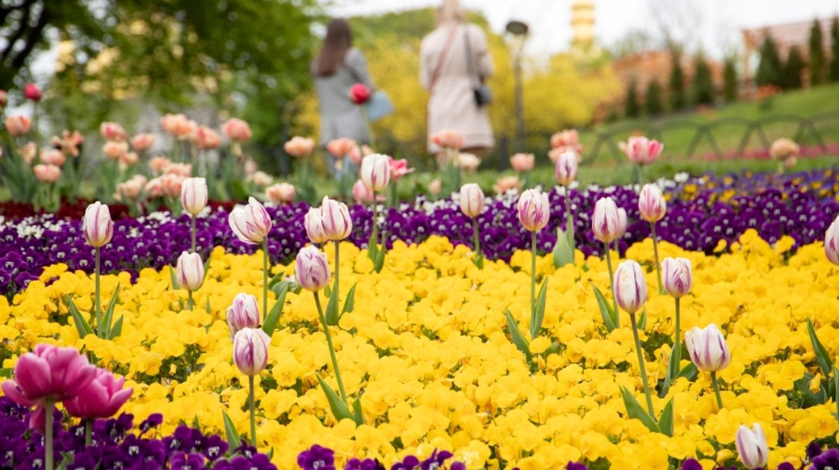 В Киеве открыли ежегодную выставку с более 700 000 тюльпанов: где сделать яркие фото
