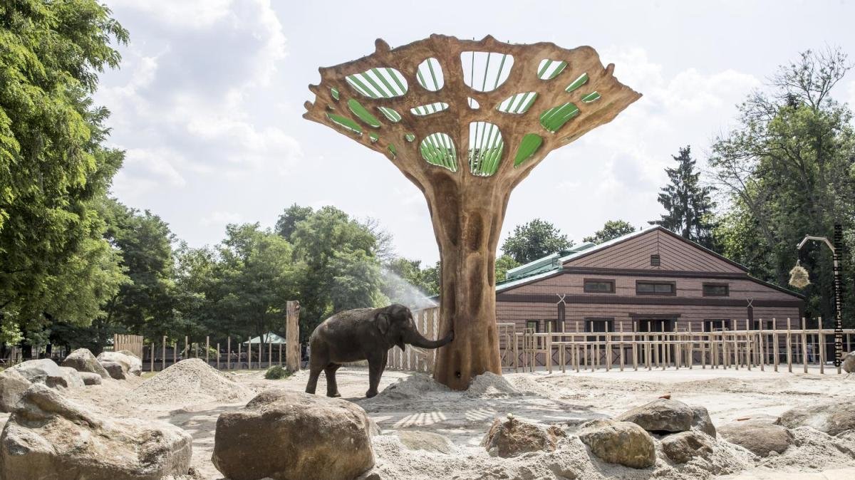 В День слона в киевском зоопарке обновили летний вольер: как он выглядит и что изменилось