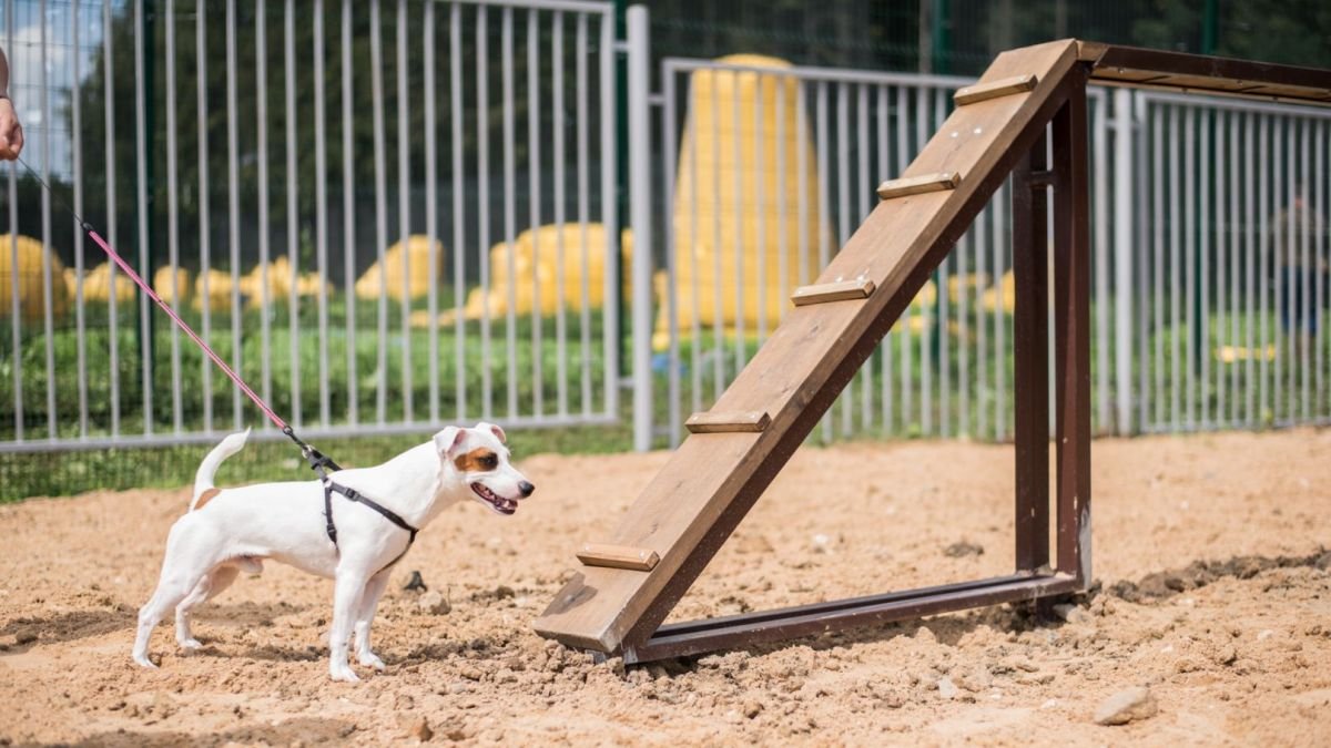 В Шевченковском районе откроют специальную площадку для игр и выгула собак