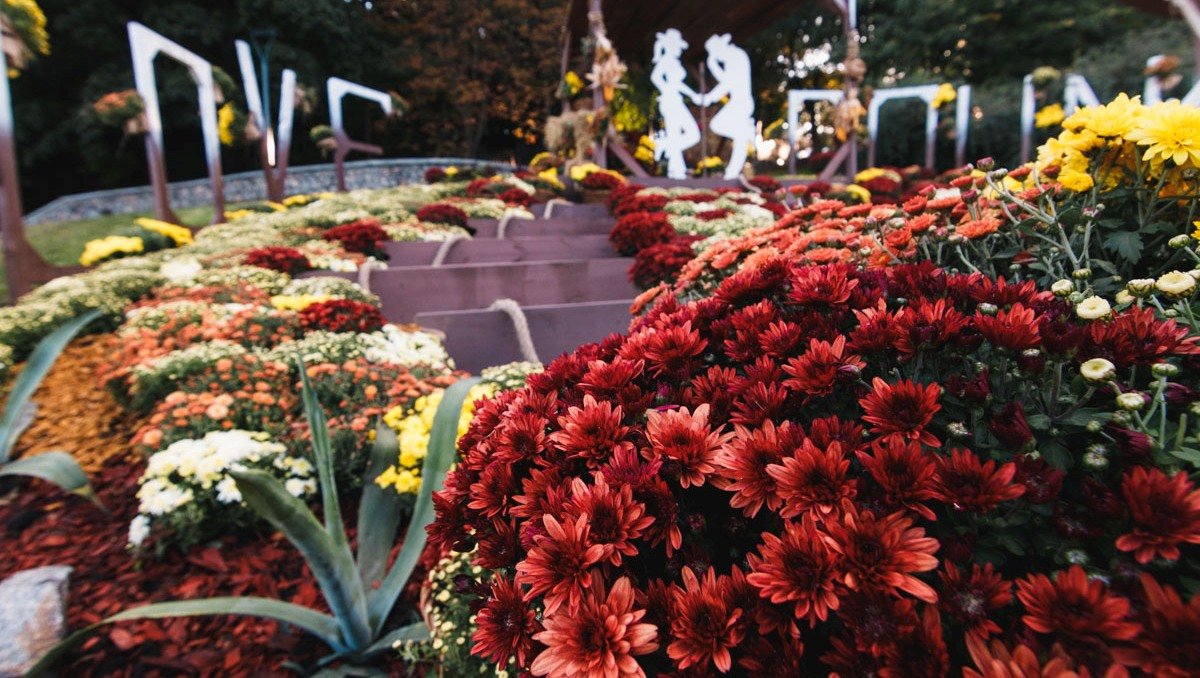 Более миллиона бутонов хризантем: где и когда в Киеве открывается цветочная выставка для влюбленных