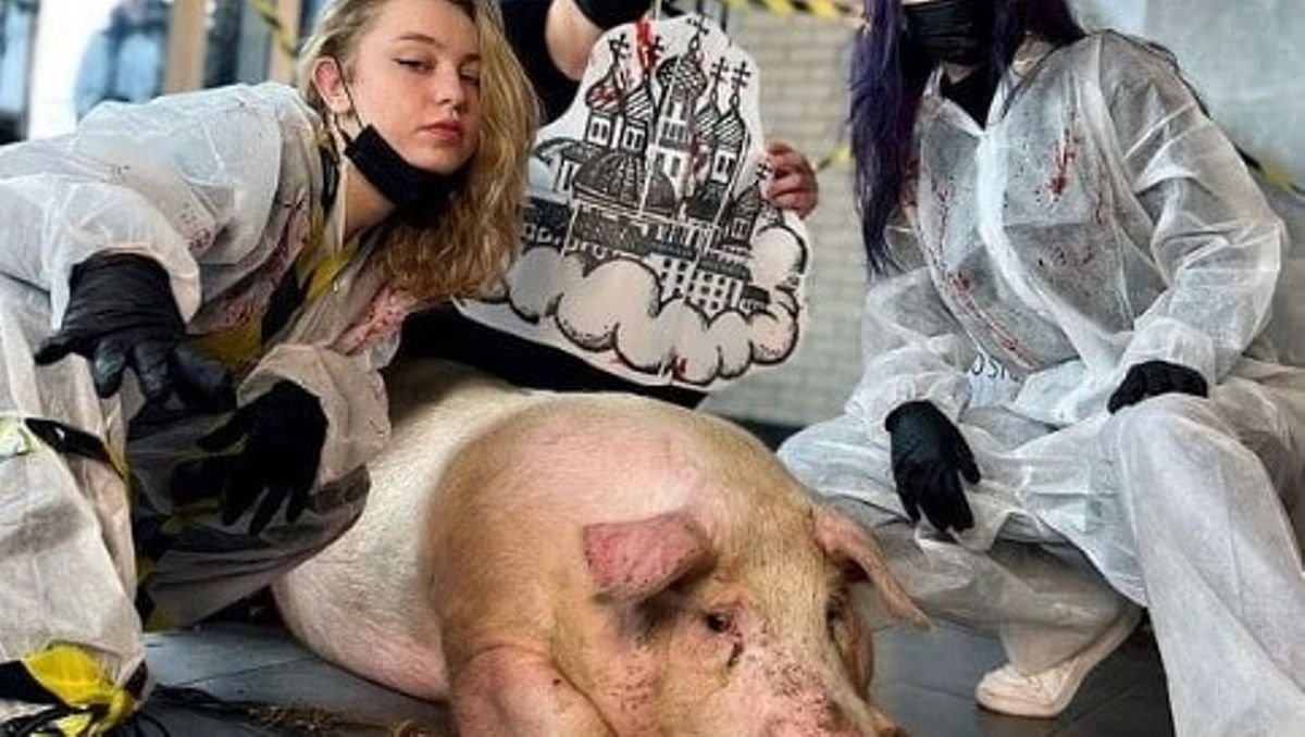 В Киеве в тату-салон привели свинью, чтобы набить ей на спине купола и установить рекорд