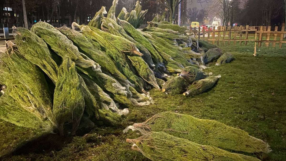 В Киеве начали работать елочные базары: сколько стоит хвойное дерево на Новый год 2022