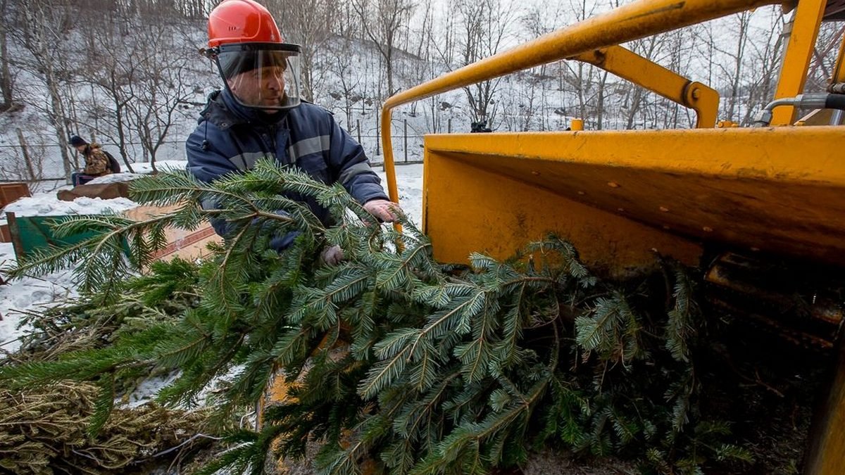 В Киеве начали работать пункты приема новогодних деревьев: куда сдать елку на переработку