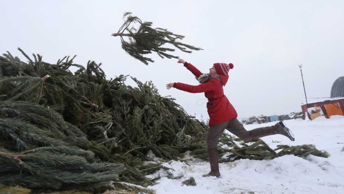 Куда в Киеве можно сдать елку с пользой для города: адреса