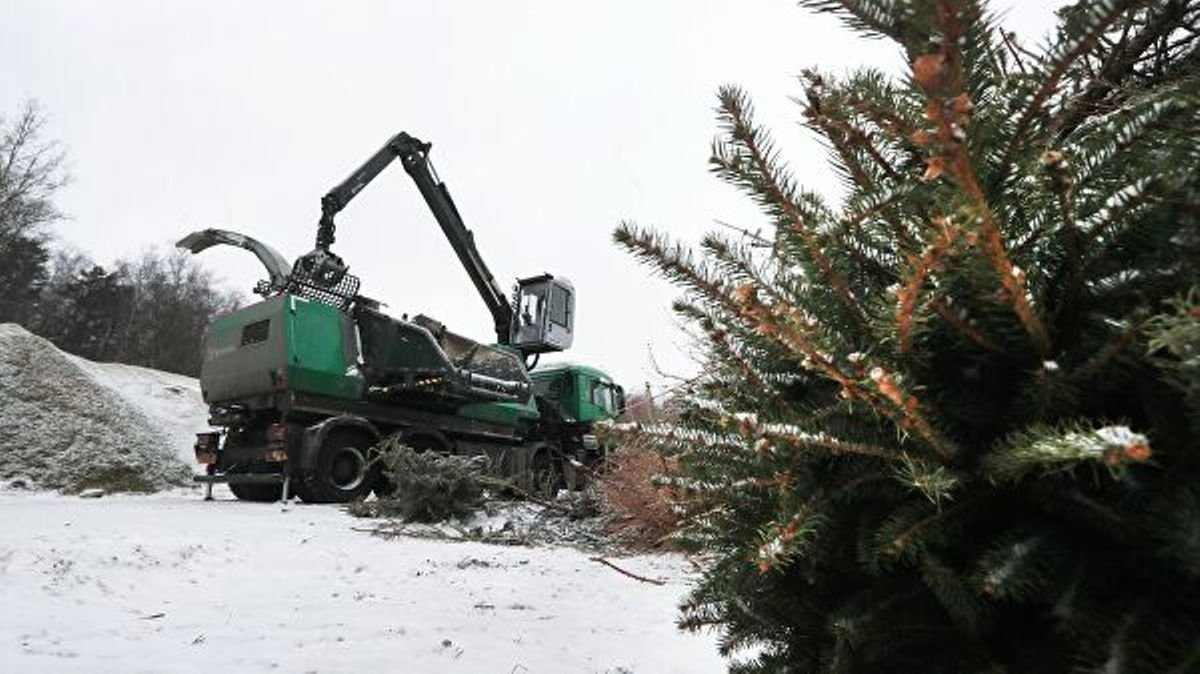 Куда сдать елку на переработку: в Киеве увеличили количество пунктов прием