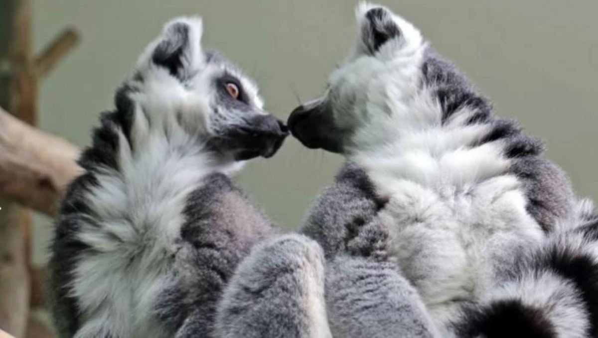 В Киевском зоопарке родился лемур, которого назвали Байрактаром: как чувствуют себя животные