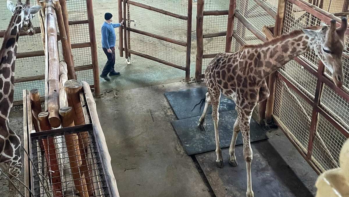 Контактный зоопарк "XII месяцев" под Киевом в критическом состоянии: животным грозит мучительная смерть