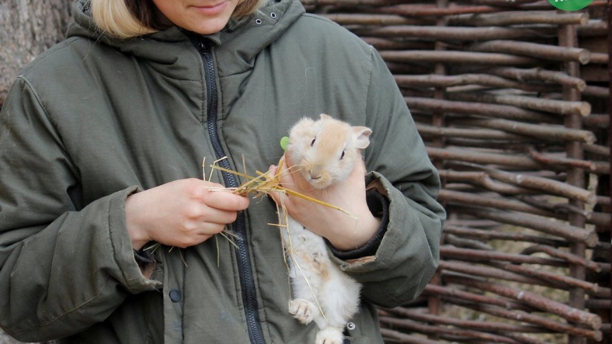 Как живет Киевский зоопарк в условиях войны: запасов хватает на несколько недель