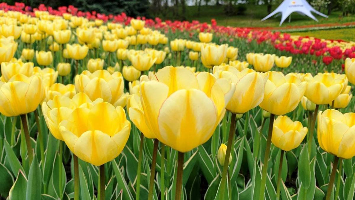 В Киеве зацвели 500 тысяч тюльпанов: где полюбоваться цветочными полянами и сделать фото